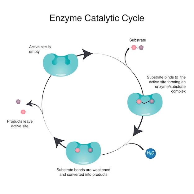 Vector vector illustration diagram of an enzyme catalytic cycle template