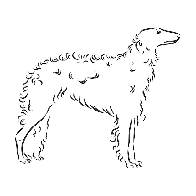 Vector illustration of dog. Borzoi or Russian wolfhound