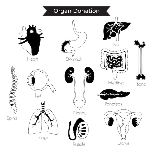 Illustrazione vettoriale di organi donatori