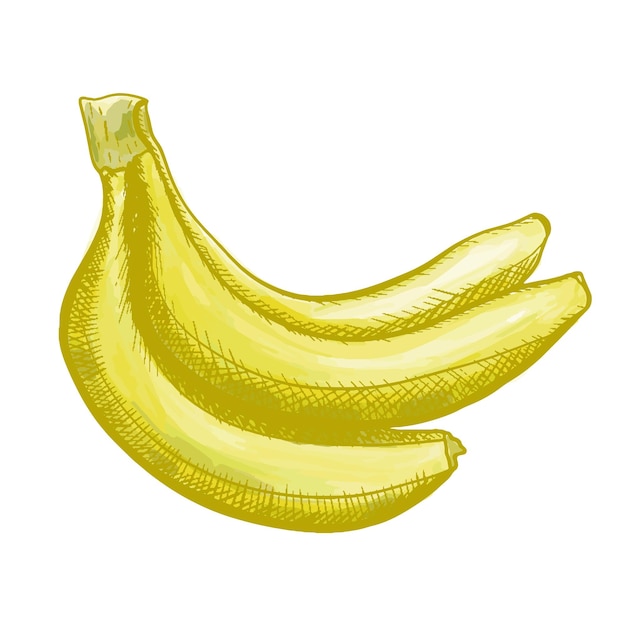 Vector illustration of doodle bananas bunch Fruit sketch drawing style