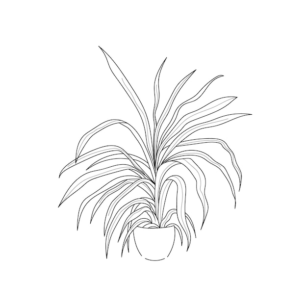 Vector illustration drawing line home plant chlorophytum