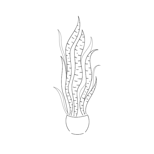 벡터 일러스트 레이 션 드로잉 라인 홈 식물 Sansevieria