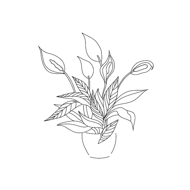 Vector illustration drawing line home plant spathiphyllum