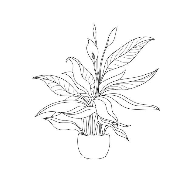 Vector illustration drawing line home plant spathiphyllum