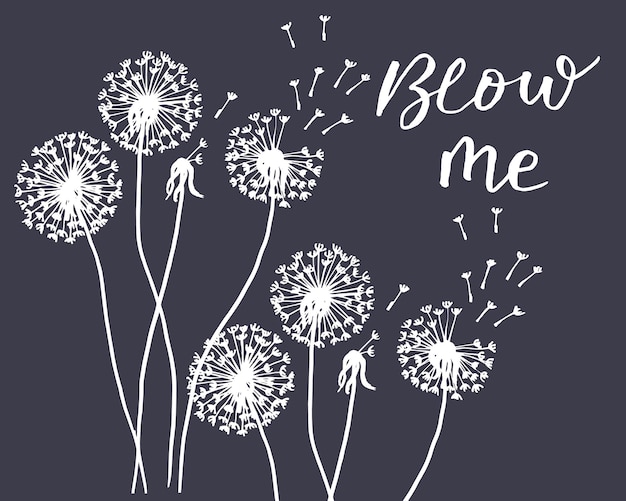 vector illustration drawn contour dandelions and lettering