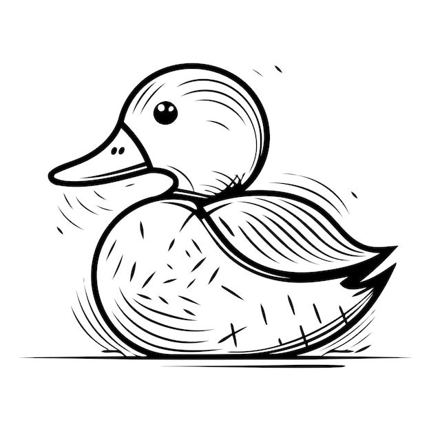 Vector vector illustration of a duck isolated on a white background