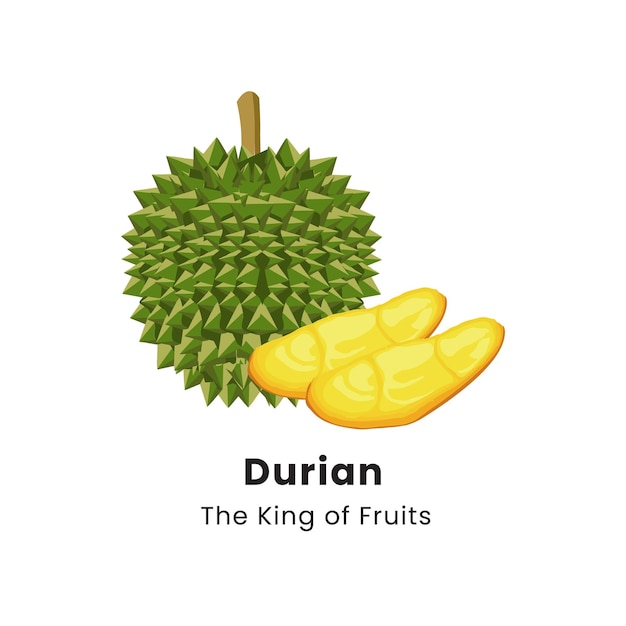 Illustrazione vettoriale del frutto durian su sfondo bianco