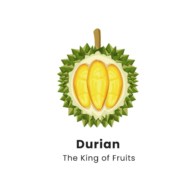 Vector vector illustration of durian fruit on white background