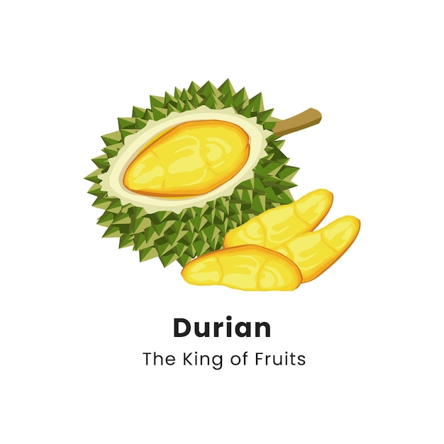 Vector vector illustration of durian fruit on white background