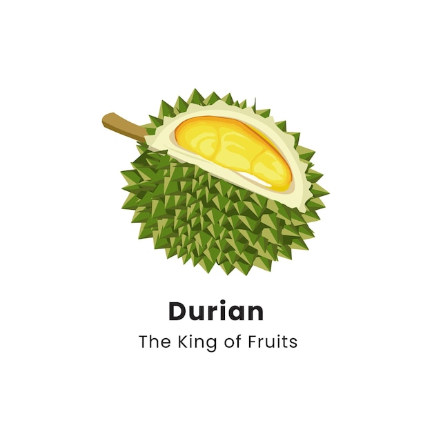 Vector vector illustration of durian fruit on white background