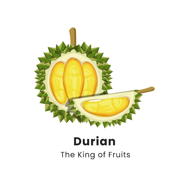 Vector vector illustration of durian fruit on white background