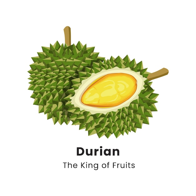 Vector vector illustration of durian fruit on white background