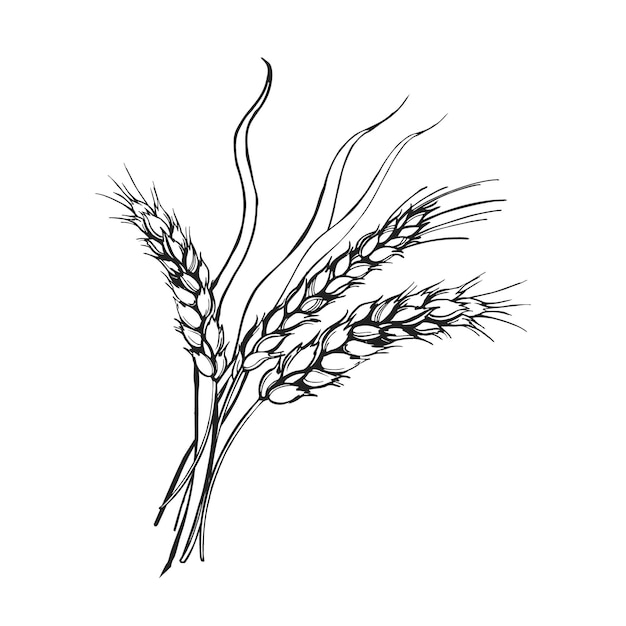vector illustration of ears of wheat hand drawn three branches of wheat agriculture theme