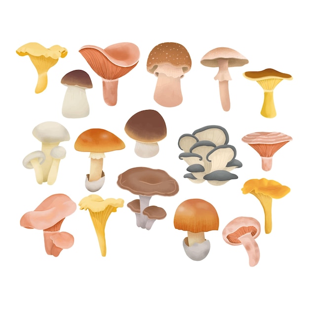 Vector illustration of edible mushrooms