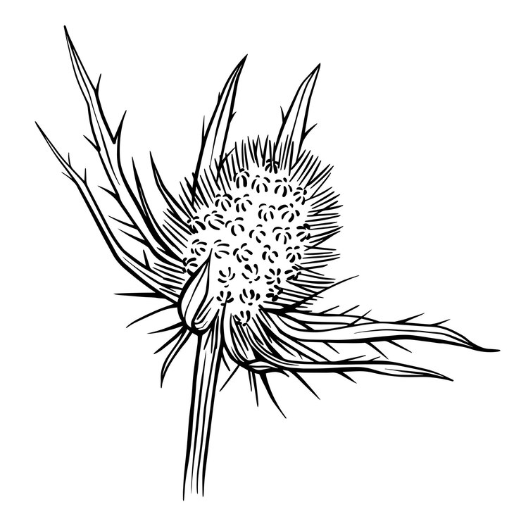 Vector vector illustration of eryngo plant isolated on white background