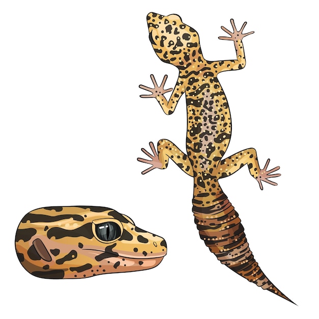 Vector illustration of an eublefar leopard gecko wild type