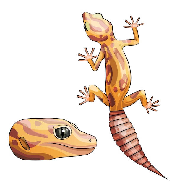 Vector vector illustration of an eublepharis leopard gecko tremper albino