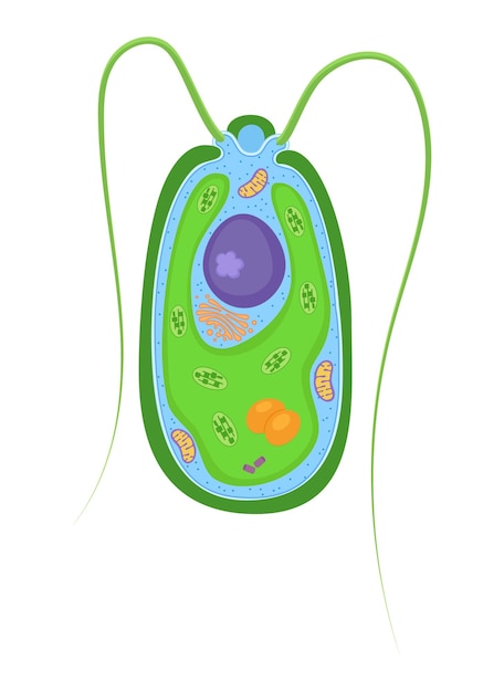 Vector vector illustration of eukaryotic algal cell educational infographic anatomy