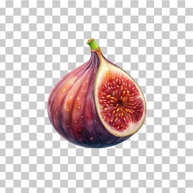 Vector Illustration of Fig with Green Stems