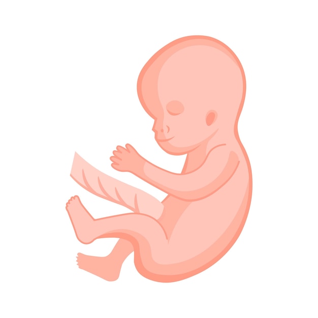 vector illustration Flat icon pregnancy 13 week