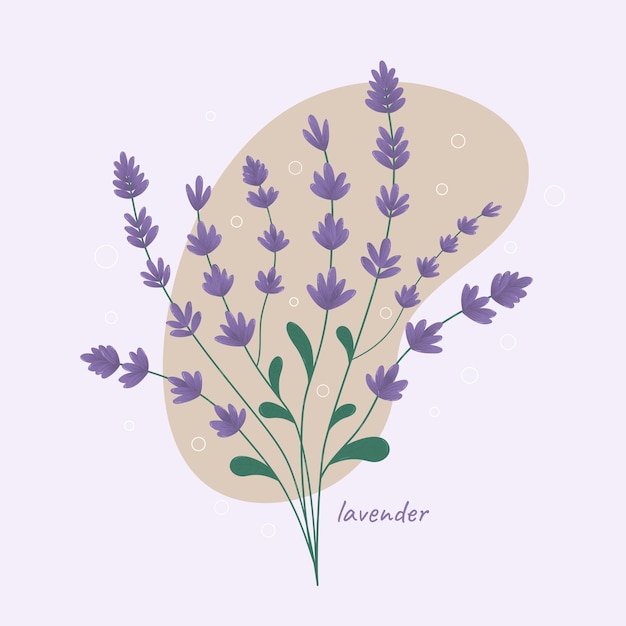 Vector illustration of flowers lavender Bouquet lavender Hand drawn Isolated background