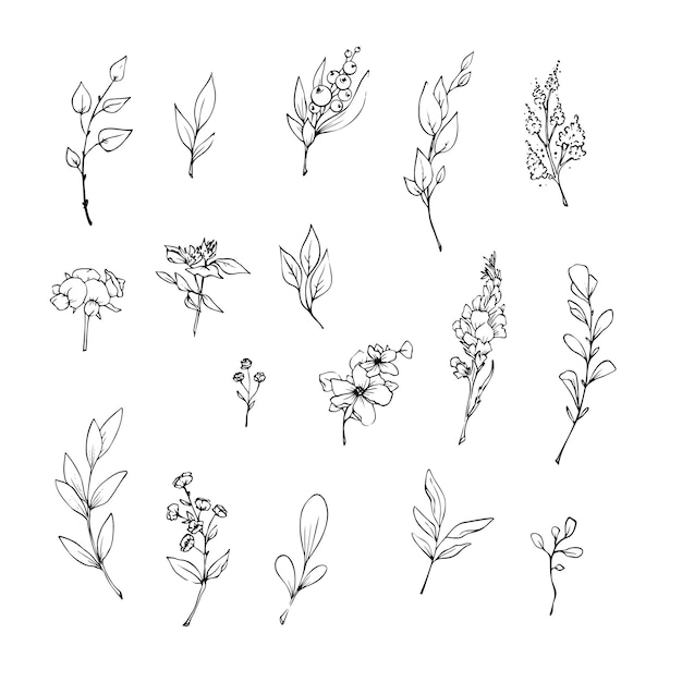 Vector vector illustration of flowers and leaves in doodle handdraw style