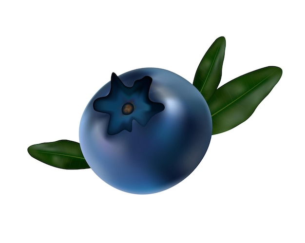 초록색 잎 을 가진 신선 한 블루베리 의  ⁇ 터 그림