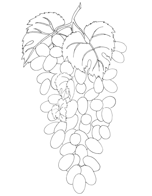 Vector illustration of fruit grapes hand drawn painting on white background liner