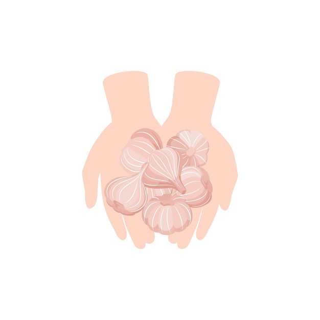 Vector illustration of garlic