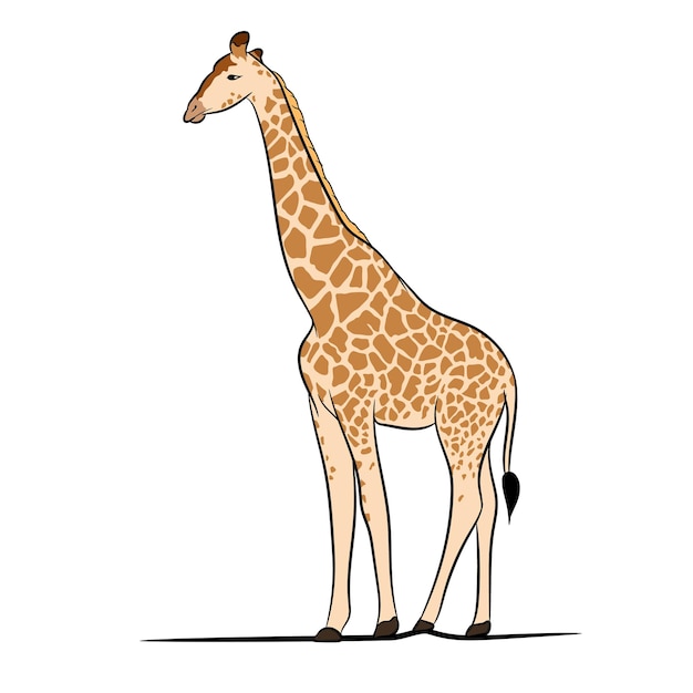 Vector vector illustration of giraffe wild animal.