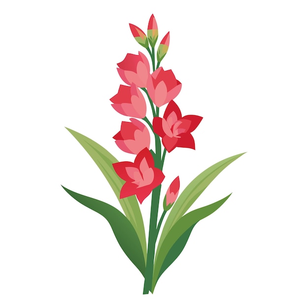 Vector vector of illustration gladiolus on white