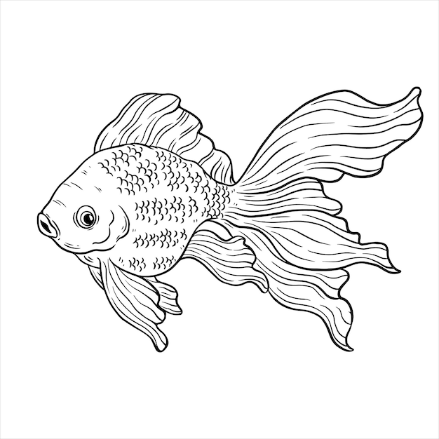 vector illustration of goldfish hand draw or sketch style