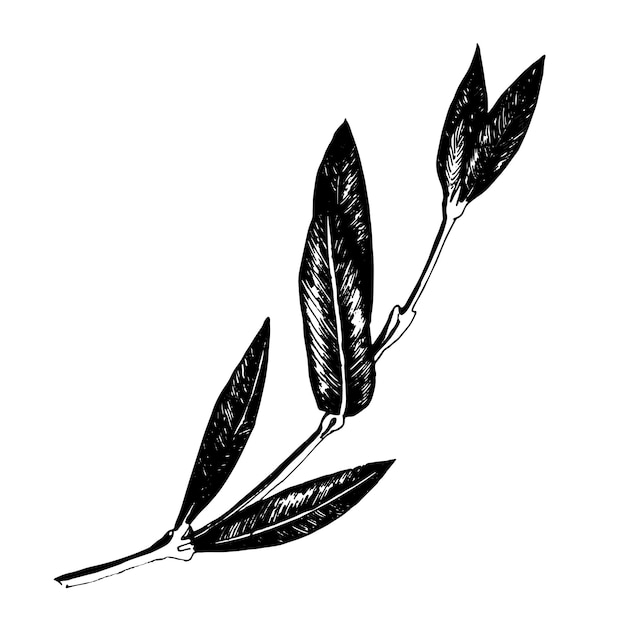 Vector illustration of a graphic image of an olive branch with leaves Handmade work