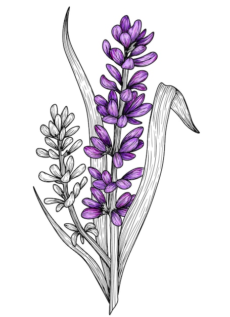 Vector illustration graphic linear branch of lavender flowers and leaves in engraving style