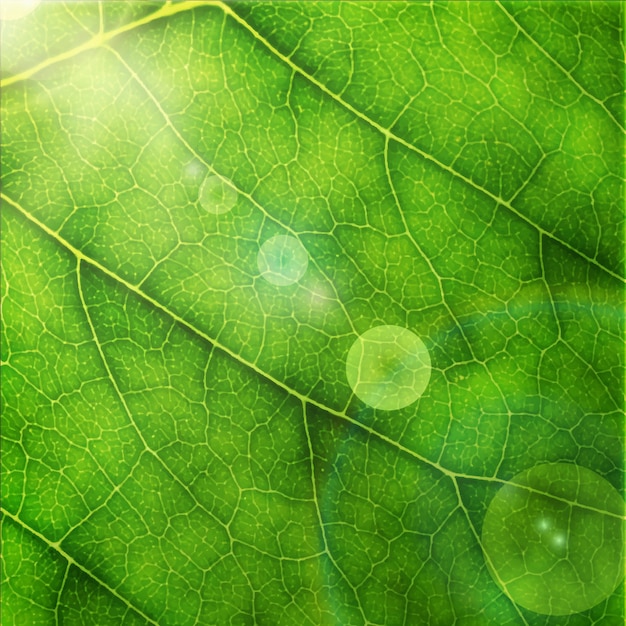 Vector illustration of  green leaf