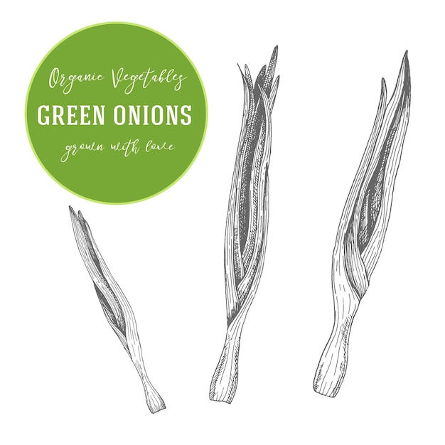Vector illustration of green onions. Hand drawn with ink vintage illustration