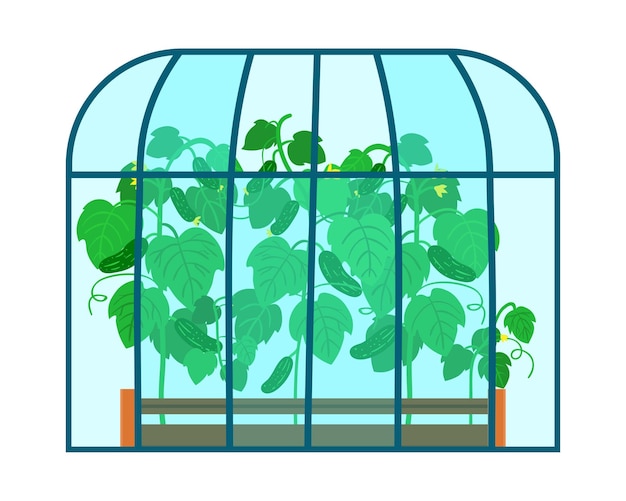 Vector illustration of greenhouse with cucumber seedling