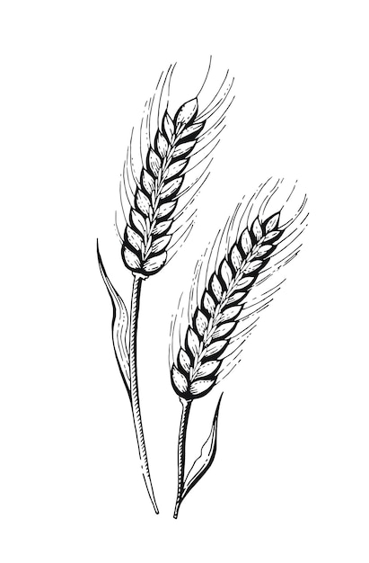 Vector illustration of hand draw wheat ears cereal bread sketched concept black line art drawing ear crop isolated on white background gluten food ingredient graphics engraving vintage icon set