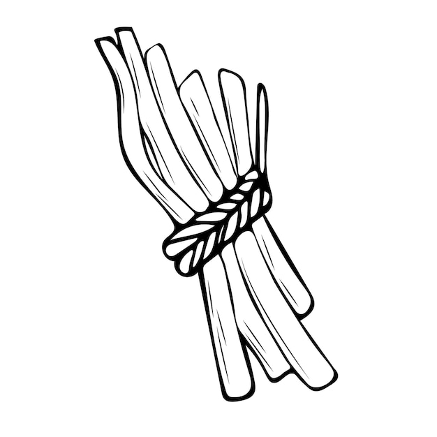 Vector illustration of hand drawn bundles of twigs