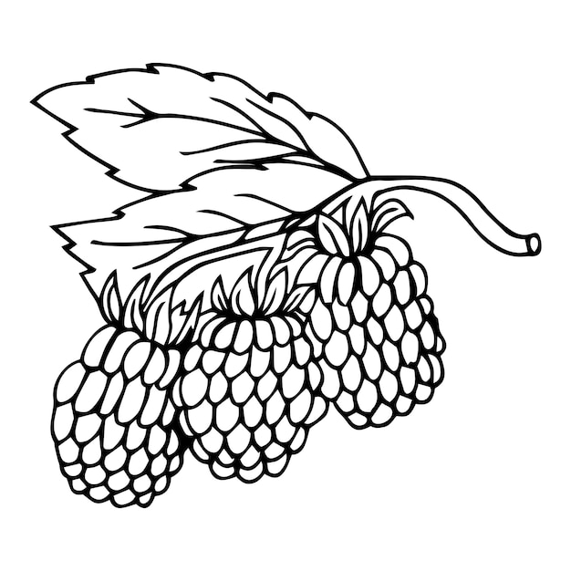 Vector illustration. hand drawn doodle of blackberry or raspberry fruit with stem.