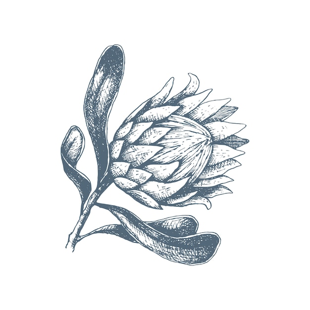 Vector illustration of hand drawn protea flower. A large African open bud flower for decorating invitations, wedding cards, design for Valentine's Day and Mother's Day. Spring and summer decor