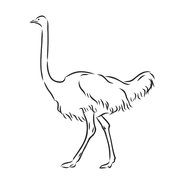 Векторная иллюстрация. ручной обращается реалистичный эскиз страуса