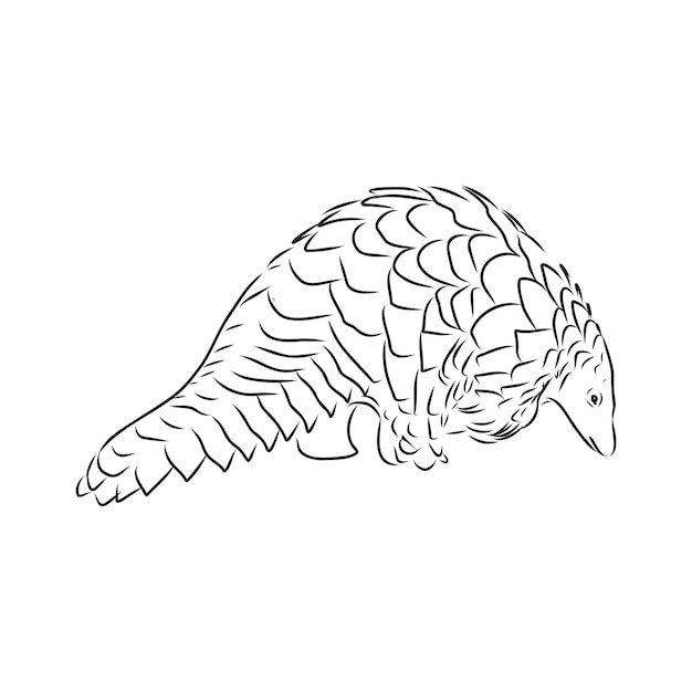 Vector illustration. Hand drawn realistic sketch of pangolin, isolated on white background