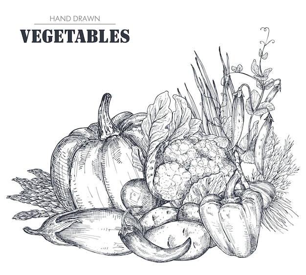 Vettore illustrazione vettoriale di verdure di fattoria vettore disegnato a mano nello stile di abbozzo. bella composizione di bouquet organico. broccoli, cipolla, cavolo cappuccio, peperone, zucca, melanzane. oggetti grafici vegetariani