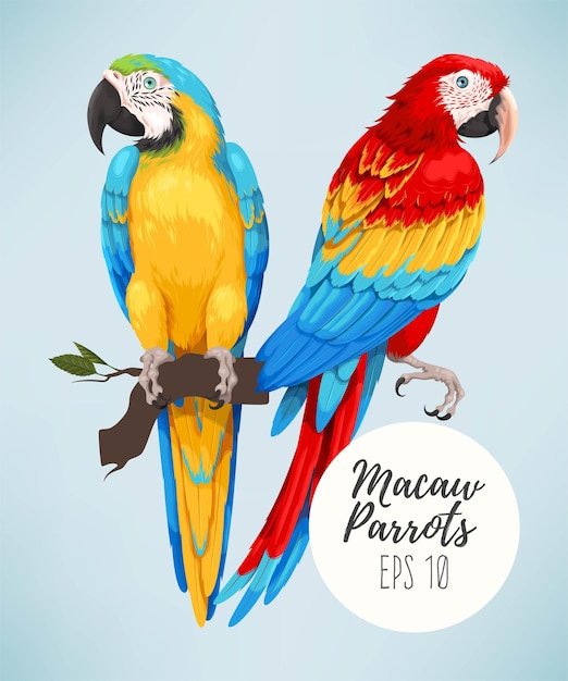 Vector illustration of high detailed macaw parrots