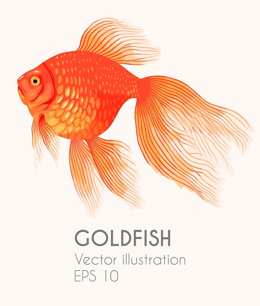 Vector illustration of high detailed veiltail goldfish isolated on white background