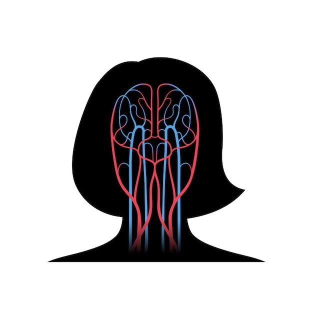 Vector vector illustration of human arterial and venous circulatory system. brain blood vessels diagram