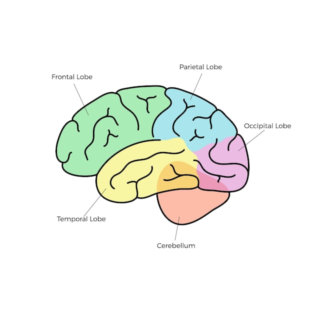 Vector illustration of human brain anatomy