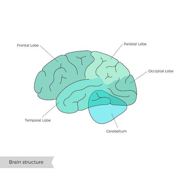 Vector vector illustration of human brain anatomy