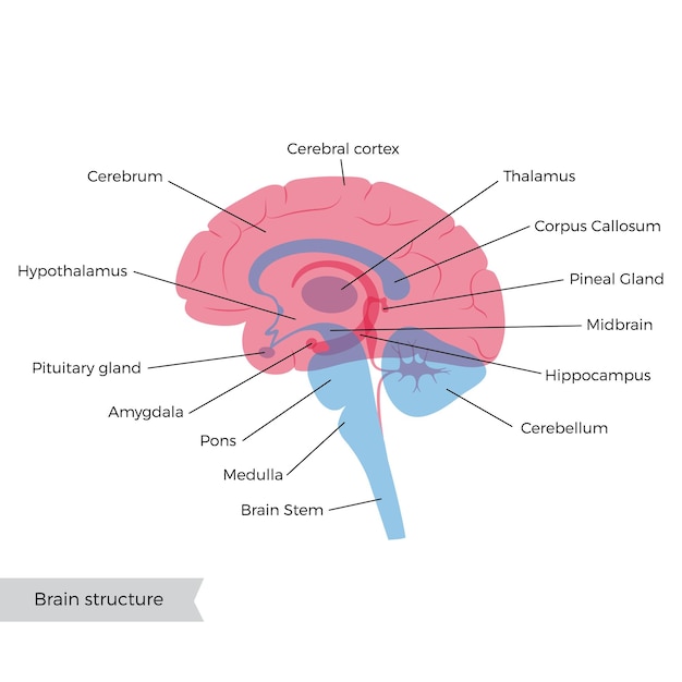 Illustrazione vettoriale dell'anatomia del cervello umano